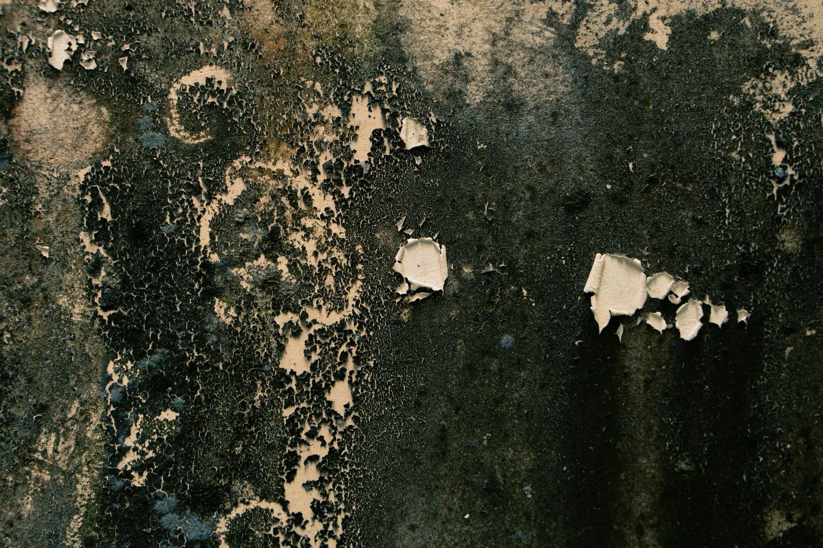 Black mold growth and peeling paint on a water-damaged surface
